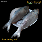  Hilsa Fish (Ilish Maach) Cut & Cleaned 1KG Size