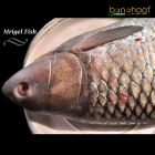 Mrigal Fish (Maach) 1KG (Cleaned and Cut)