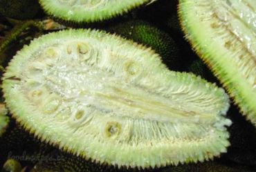 Green Jackfruit (এচোর)