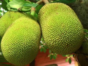 Green Jackfruit (এচোর)
