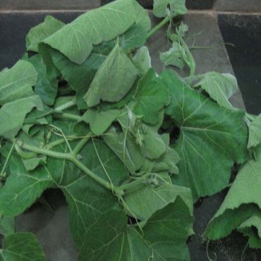 Lau Shak (লাউ শাক)