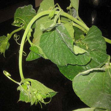 Lau Shak (লাউ শাক)
