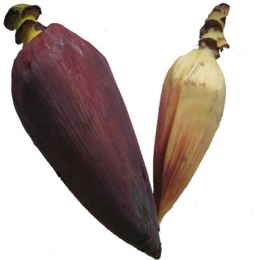 Mocha (মোচা)