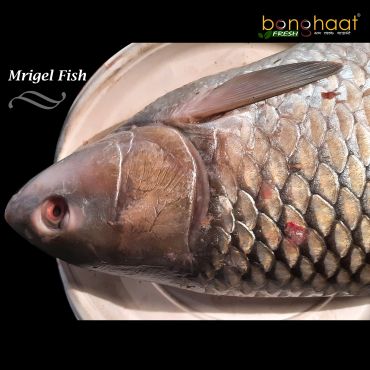 Mrigal Fish (Maach) 1KG (Cleaned and Cut)