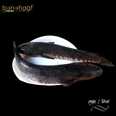 Shol Fish (Maach) 1KG (Cut and Cleaned)