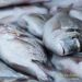 Book Fish in Bulk (Not for reselling)