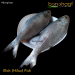  Hilsa Fish (Ilish Maach) Cut & Cleaned 1KG Size