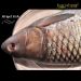 Mrigal Fish (Maach) 1KG (Cleaned and Cut)