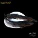 Shol Fish (Maach) 1KG (Cut and Cleaned)