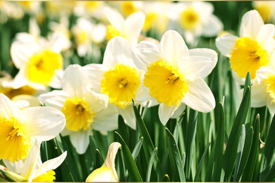 Bengali Story - Daffodils 